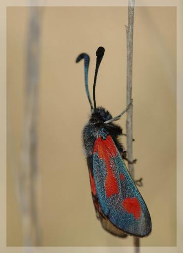 Réf. 11 300 : Zygaena sarpedon