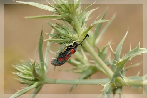Réf. 11 301 : Zygaena sarpedon