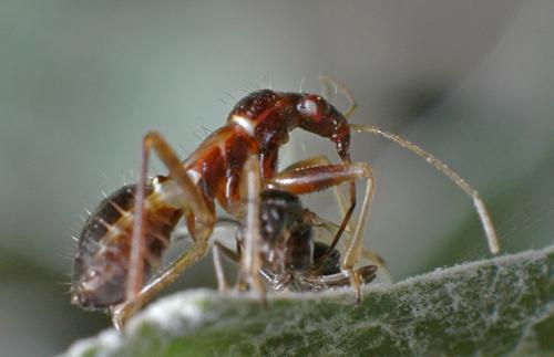 Réf. 11 303 : Himacerus mirmicoides