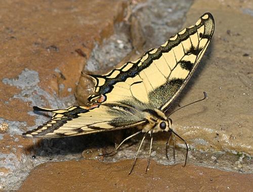 Papilio machaon