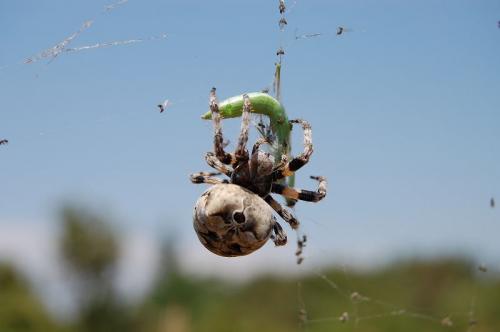 Araneus grossus