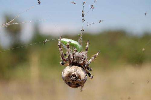 Réf. 11 090 : Araneus grossus