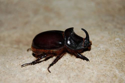 Oryctes nasicornis