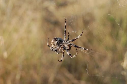 Araneus angulatus