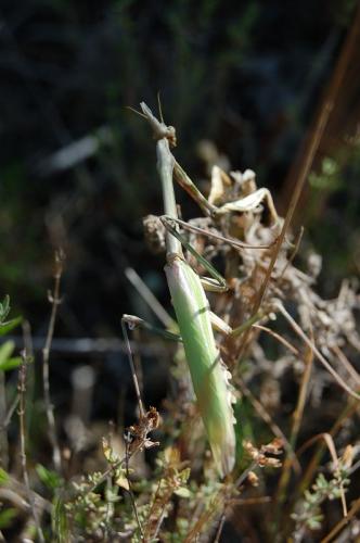Réf. 11 124 : Empusa pennata