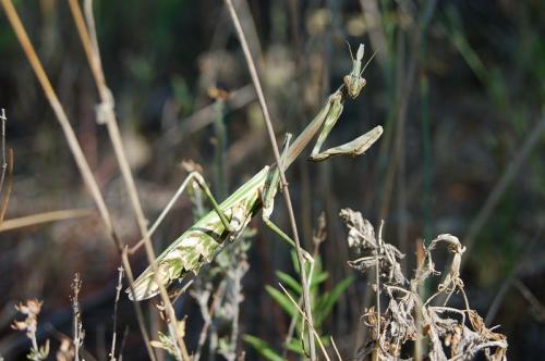 Réf. 11 125 : Empusa pennata