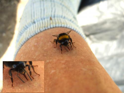 Bombus sp.