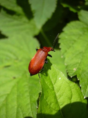 Réf. 11 548 : Pyrochroa serraticornis