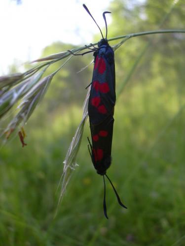 Réf. 11 673 : Zygaena filipendulae