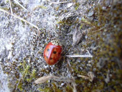 Harmonia quadripunctata