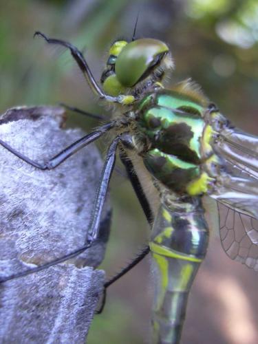 Somatochlora metallica