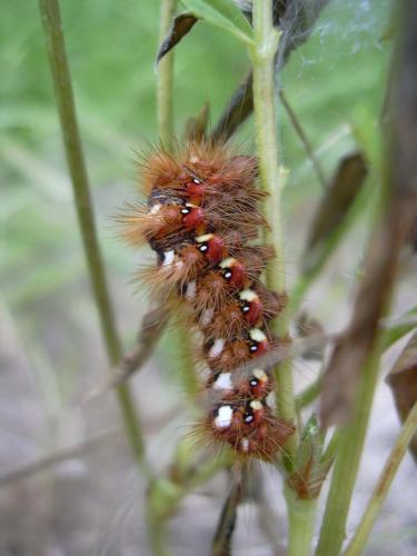 Acronicta rumicis