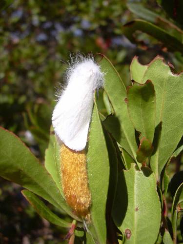 Euproctis similis