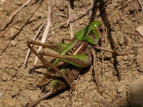 Réf. 11 842 : Decticus verrucivorus verrucivorus