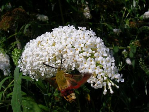 Hemaris fuciformis