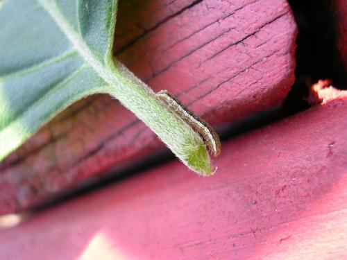 Réf. 11 336 : Peridroma saucia