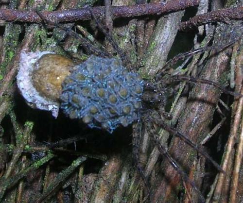 Pardosa sp.