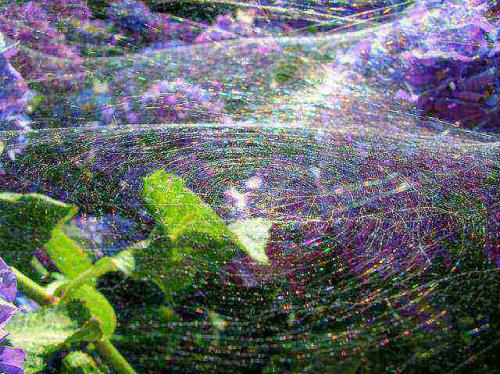 Agelena labyrinthica