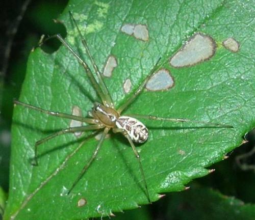 Réf. 11 109 : Linyphia triangularis