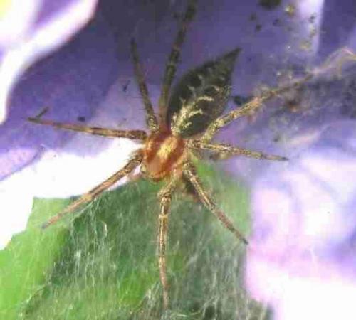 Agelena labyrinthica