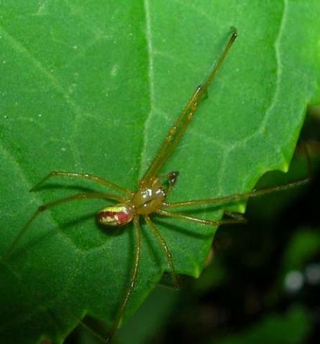 Enoplognatha sp.