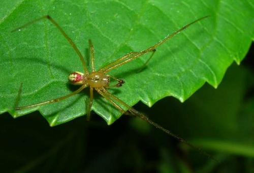 Enoplognatha sp.