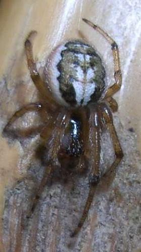 Zygiella sp.