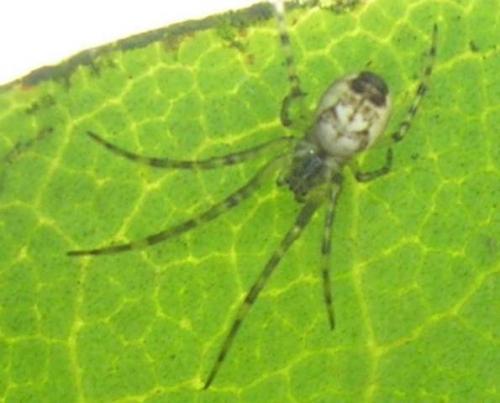 Metellina sp.