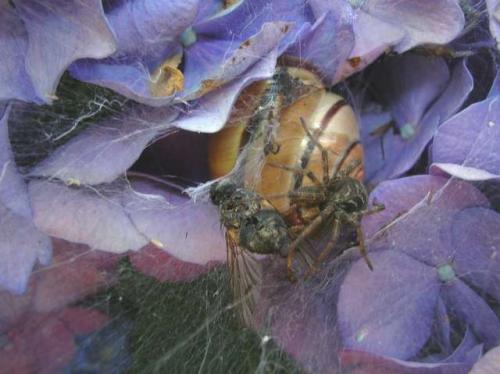 Agelena labyrinthica