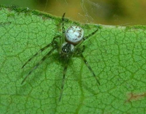 Metellina sp.