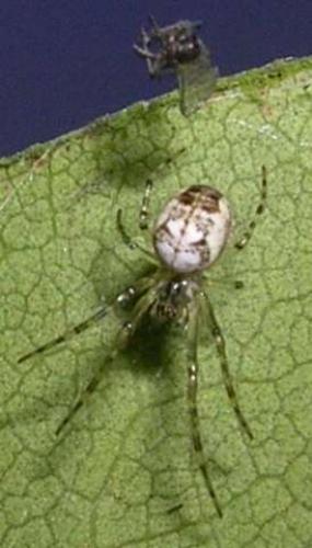 Metellina sp.