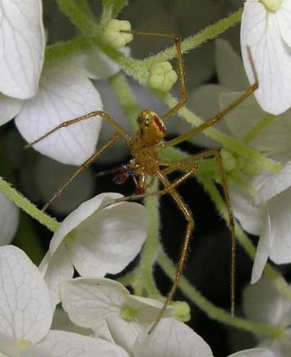 Enoplognatha sp.