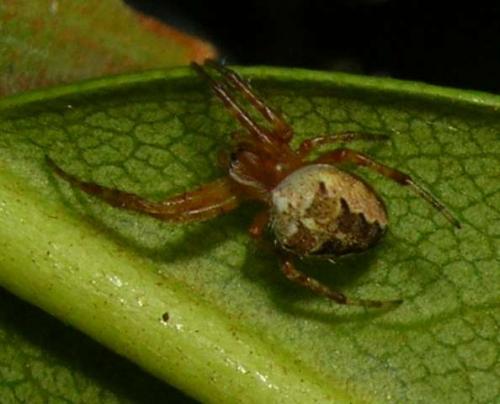 Araneus diadematus
