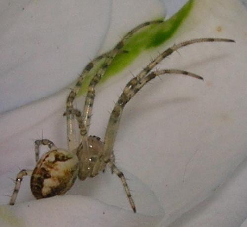 Réf. 11 402 : Metellina sp.