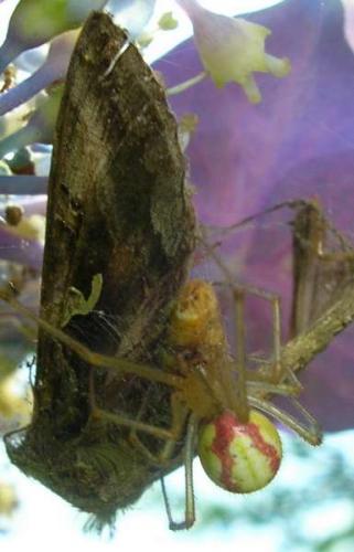 Enoplognatha sp.