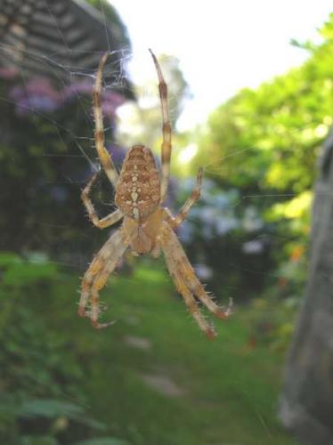 Araneus diadematus