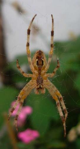 Araneus diadematus