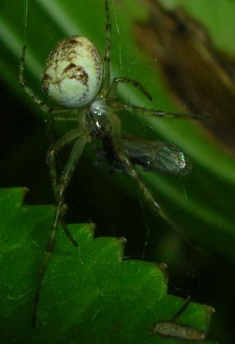Metellina sp.