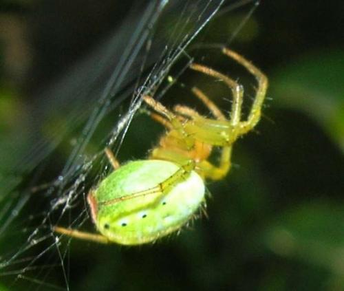 Araniella sp.