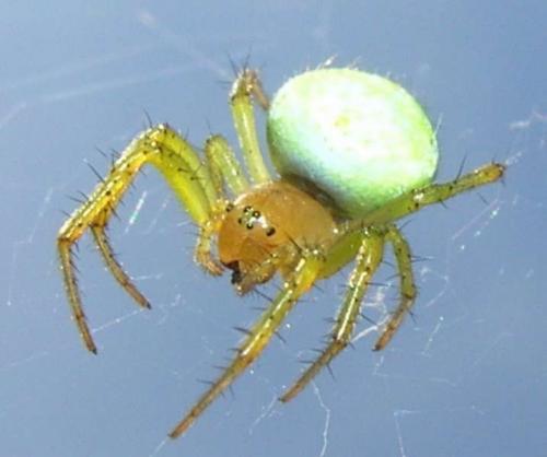 Réf. 11 719 : Araniella sp.