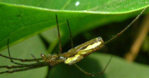 Tetragnatha sp.