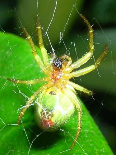 Araniella sp.