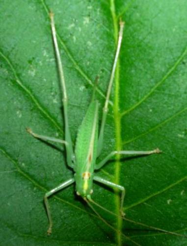 Réf. 11 729 : Meconema thalassinum