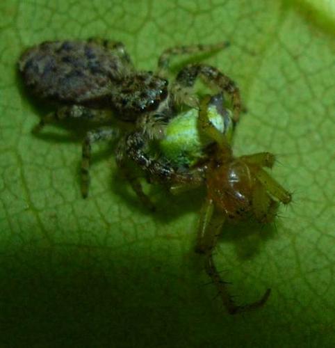 Marpissa muscosa
