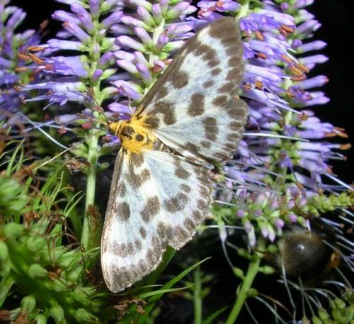 Réf. 11 822 : Anania hortulata