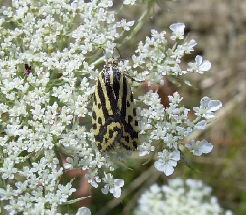 Acontia trabealis