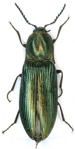 Réf. 11 803 : Ctenicera cuprea