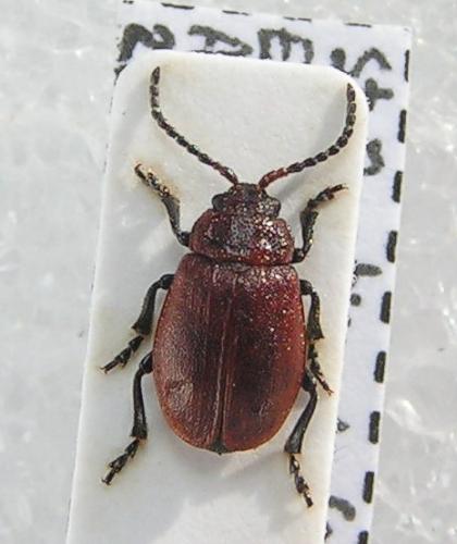Emarhopa rufa