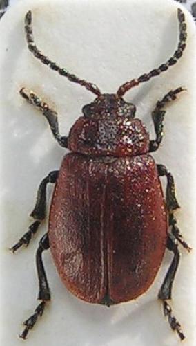 Emarhopa rufa