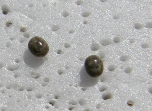 Lasiocampa quercus